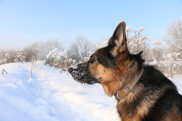 Dog german shepherd in a winter day
