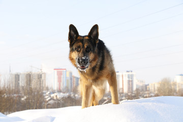 Dog german shepherd in a winter day