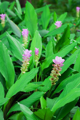 Pink siam tulip in Chaiyaphum Province northeast of Thailand.