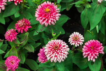 Fototapeta premium Colorful Zinnia flowers in the garden. Top view