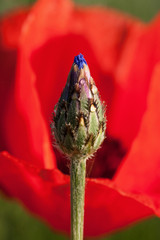 poppies in green grass with interesting vagueness D
