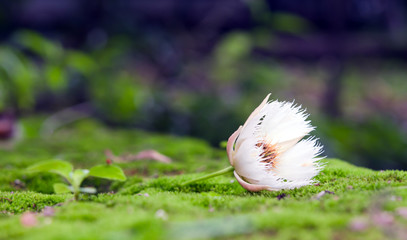 Elaeocarpus hainanensis or Elaeocarpus grandifloras flower on mo