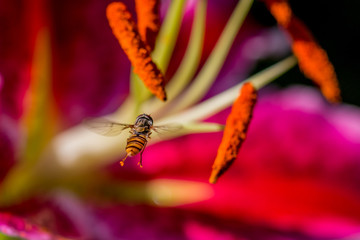 Abeille sur fleur de Lys rose
