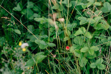 wild berries, strawberries in the grass 