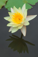 Beautiful lotus flower on the water in nature