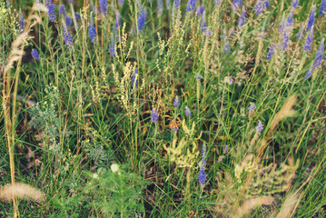 Obraz premium blue wild flowers, summer grass