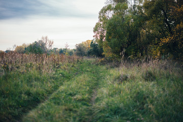 Obraz premium autumn park, forest, field, landscape 