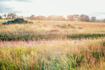 autumn park, forest, field, landscape 