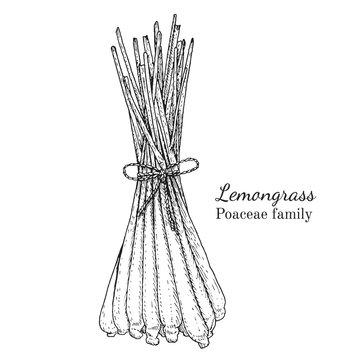 Ink lemongrass herbal illustration. Hand drawn botanical sketch style. Absolutely vector. Good for using in packaging - tea, condinent, oil etc - and other applications