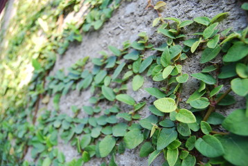 A focus abstract  ficus green wall