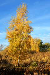 Fototapeta premium Landschaft 195