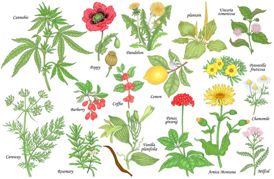 Set of medical plants