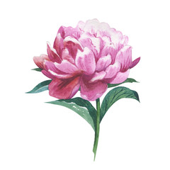 Wildflower peony flower in a watercolor style isolated. Aquarelle wild flower for background, texture, wrapper pattern, frame or border.