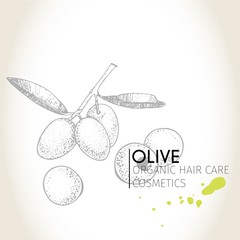 Vector set of hair care ingredients. Organic hand drawn elements. Olive branch.