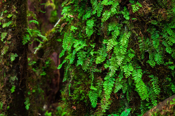 The integrity of the forest at Chieng Mai ,Thailand