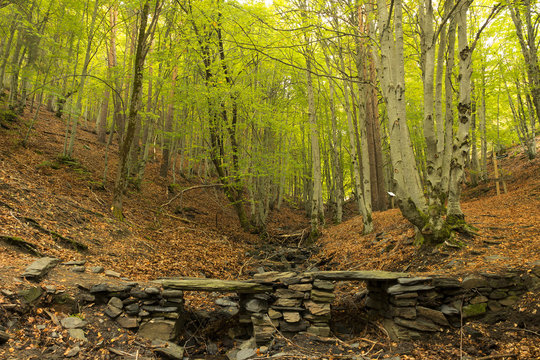 Bridge rocks background beech