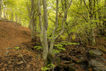 Leaves and stones under the beeches