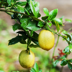 Yellow lemons hanging on tree in nature