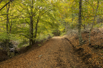 Naklejka premium Path among the trees
