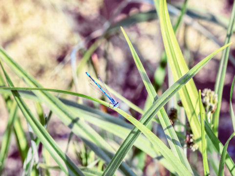 Dragonfly in tall grass