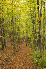 The principle Beech Forest Fall