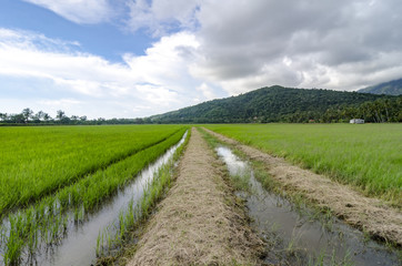 Fototapeta na wymiar beautiful paddy fields scenery, water canal and green hill backg