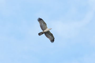 ハチクマ(honey buzzard)