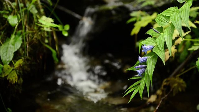 Fiori e Cascata - Campanule