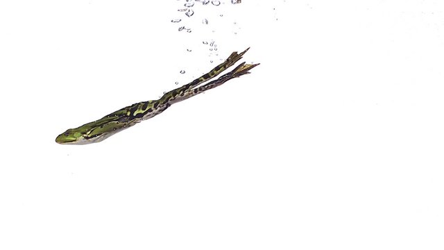 Edible Frog rana esculenta swimming, slow motion