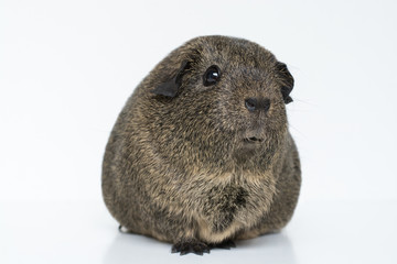 Glatthaar Meerschweinchen