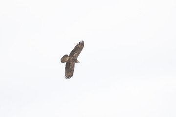 ハチクマ(honey buzzard)