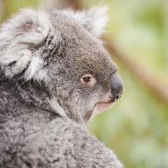 Australian koala outdoors in Tasmania, Australia