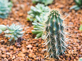Cactus thorns plant drought-resistant as well.