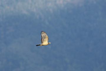 ハチクマ雄(honey buzzard)