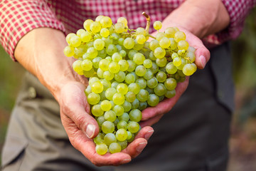 Farmers hand with cluster of white grapes