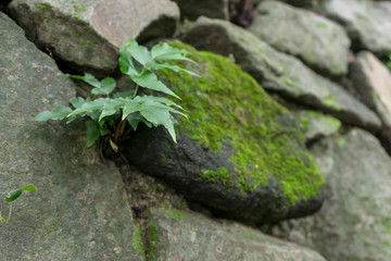 石垣　苔の生えた石