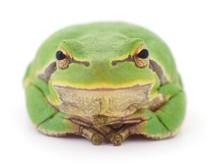 Green frog isollated.