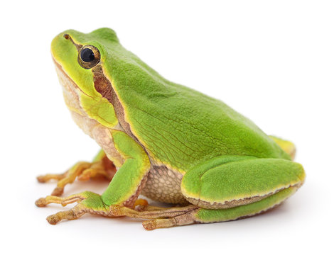 Green frog isollated.