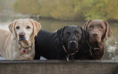 Three colours of Labrador
