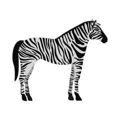 black and white zebra wildlife animal over white background. vector illustration