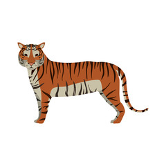 tiger wildlife and jungle animal over white background. vector illustration