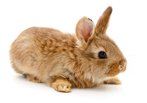 Brown rabbit on white.