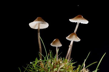 Pilze im Studio mit Blitz Fotografiert