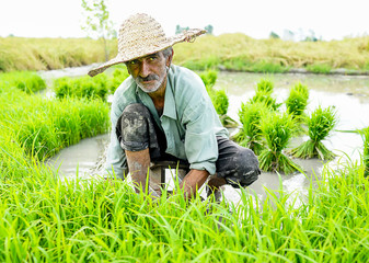 Naklejka na ściany i meble Old farmer working on rice plantation