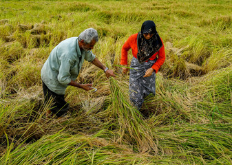 Old farmer working on rice plantation