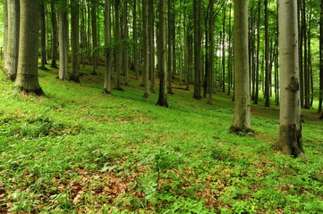 Beautiful spring forest