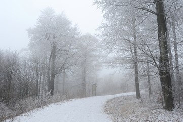 Winter forest road