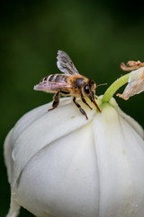 Abeille sur fleur de Yucca