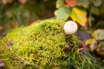 Mushroom puffball on the moss in autumn forest.