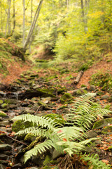 Small stream in autumn beech forest.